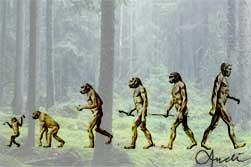 Evolution - Darwin